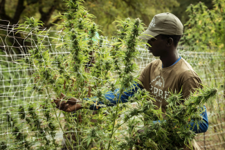 Black cannabis farmer inspecting plants