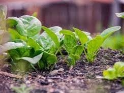 plants growing from soil