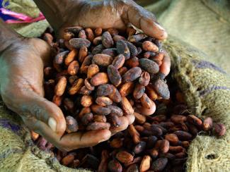 Cocoa farmer David Kebu Jnr holding dried cocoa beans.