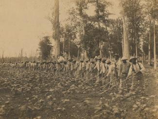 Prison labor in fields circa 1911