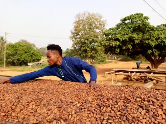 Farm worker sorting cocoa beans