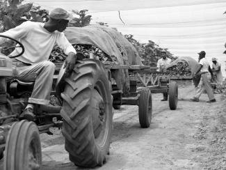 farmers loading tobacco on truck