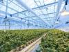 Greenhouse interior