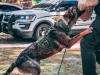 police dog attacking a person